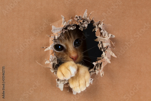 Fototapeta Naklejka Na Ścianę i Meble -  Adorable kitten clawing and biting at hole in cardboard box. Ginger tabby cat.