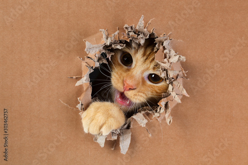 Adorable kitten clawing and biting at hole in cardboard box. Ginger tabby cat.
