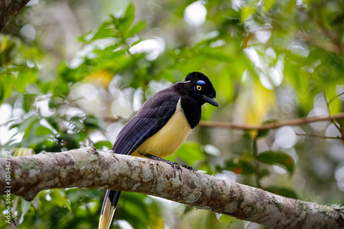 Plush-rested Jay perched on a branch against natural background, Iguazu Falls, Misiones, Argentina