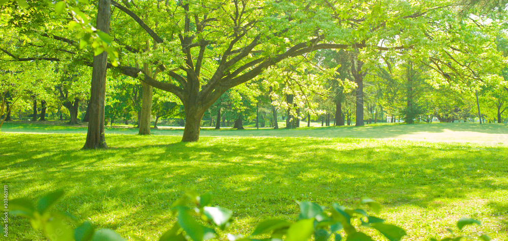 Obraz premium park tree