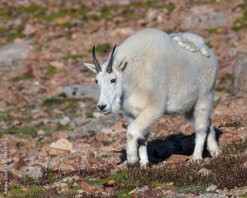 Mountain Goat on Mount Evans