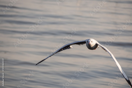 Seagulls flying forage in the sea In Samut Prakan, Thailand