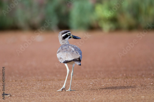 Closed up adult Great stone-curlew or great thick-knee (Esacus recurvirostris), angle view, rear shot, in the morning foraging and explore on the coastline in Laem Phak Bia, lower centre of Thailand. photo