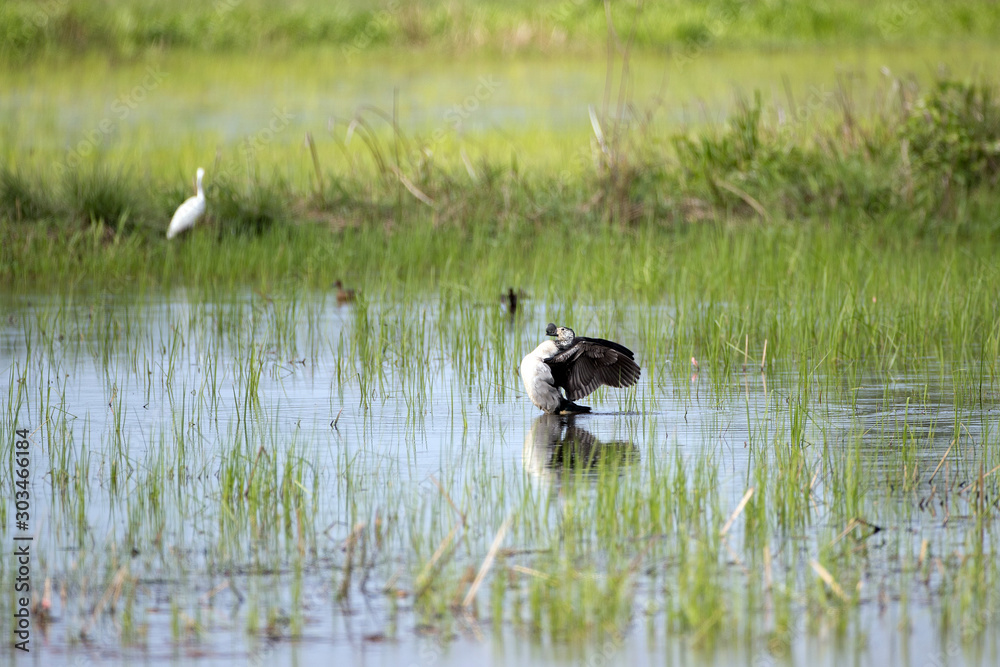 Adult Knob-billed duck (Sarkidiornis melanotos) or African comb duck, angle view, front shot, in the morning spread wings under the sunlight at the large swamp in southern of Thailand. Adult Knob-billed duck (Sarkidiornis melanotos) or African comb duck, angle view, front shot, in the morning spread wings under the sunlight at the large swamp in southern of Thailand.