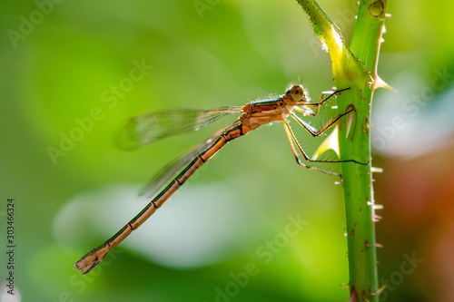 Dragonfly Insect Sitting on Plant Macro Portrait on Green Background © nechaevkon