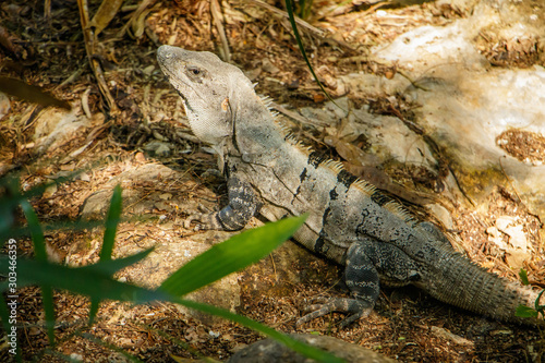 Huge lizard in mexican hot tropical climate