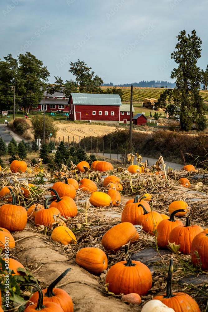 Fotografie Pumpkin Patch