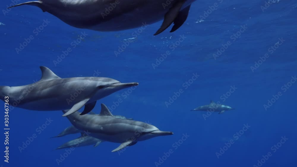 Dolphins pod underwater in deep blue sea water Dolphins pod underwater in deep blue sea water