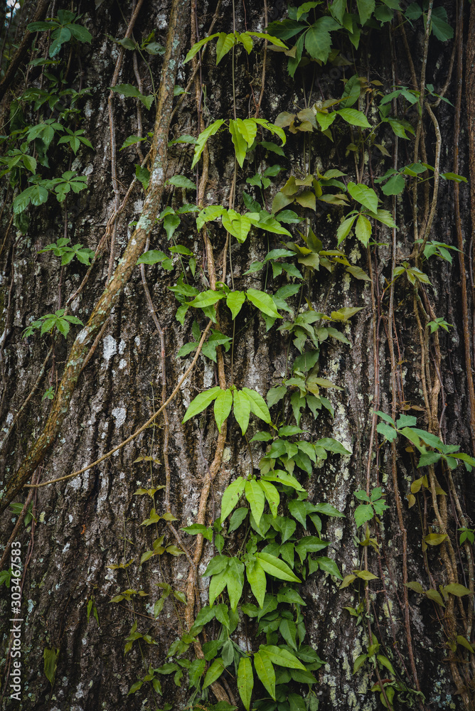 Old tree texture Old tree texture