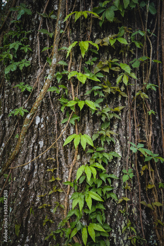 Fototapeta Naklejka Na Ścianę i Meble -  Old tree texture