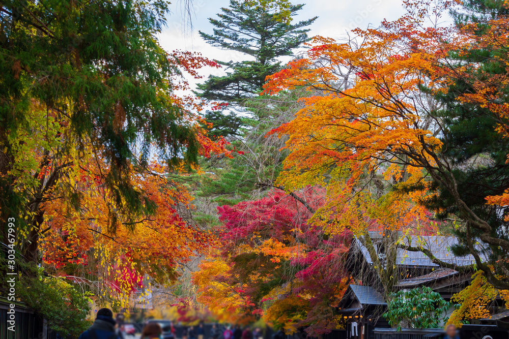 Obraz premium 秋田県角館 武家屋敷の紅葉 秋 風景