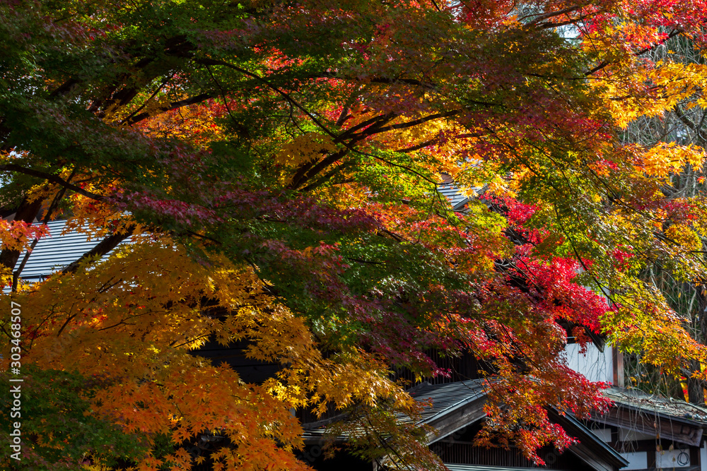 秋田県角館 武家屋敷の紅葉 秋 風景 秋田県角館 武家屋敷の紅葉 秋 風景