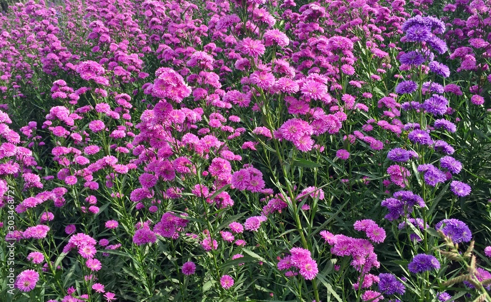 purple flowers in the garden purple flowers in the garden