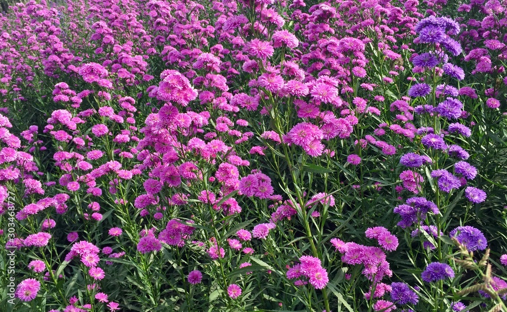 purple flowers in the garden