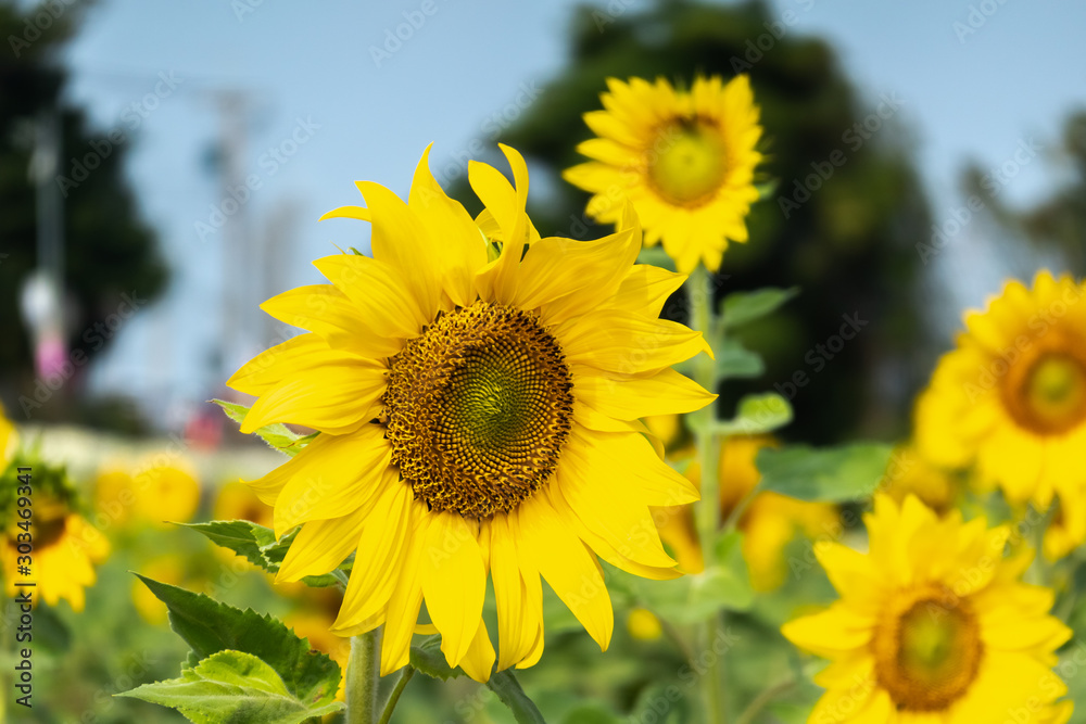 sunflowers farm with yellow flowers