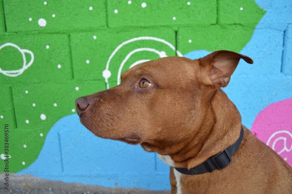 Pitbull vizsla sales