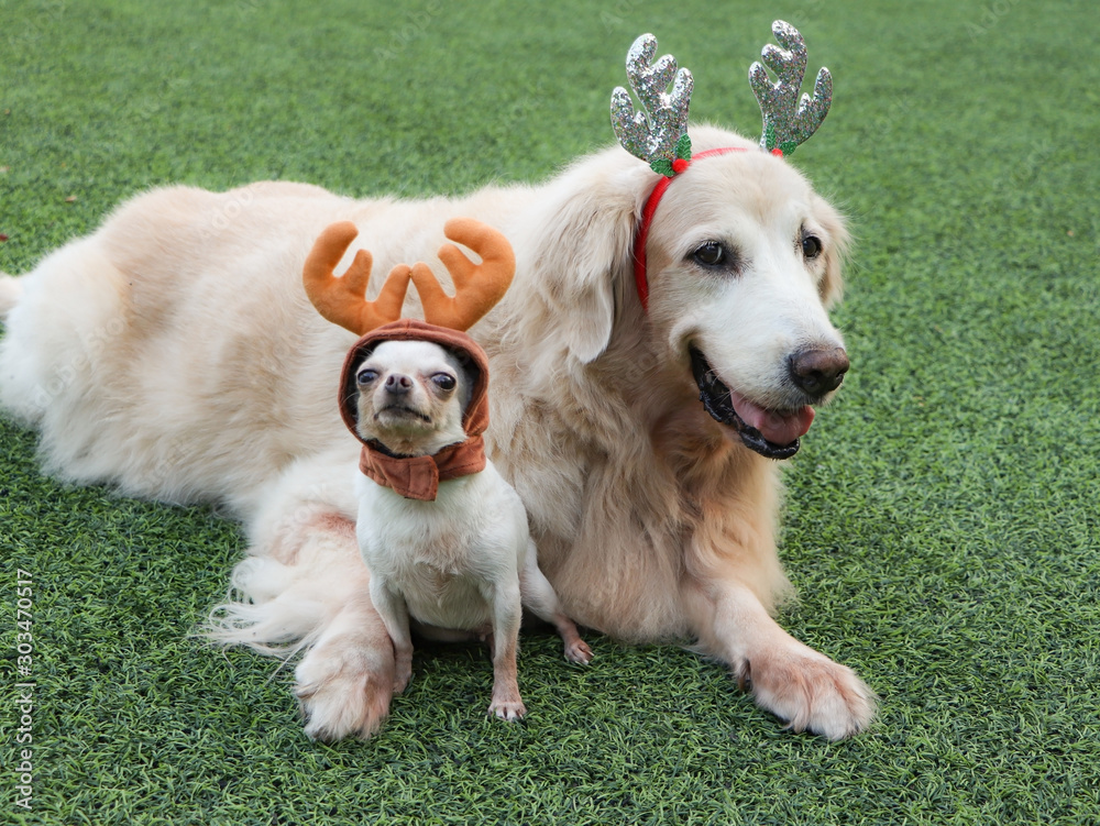 Golden retriever dog and white short hair chihuahua dog wearing