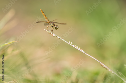 dragonfly in close up