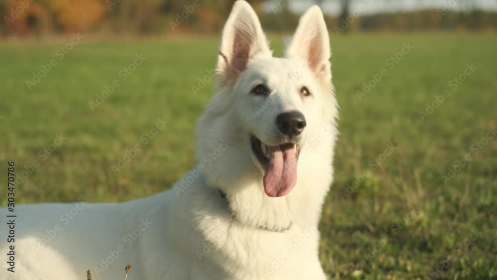 Orbiting slowmotion 4k shot of a white Sheppard looking around on a lawn Orbiting slowmotion 4k shot of a white Sheppard looking around on a lawn