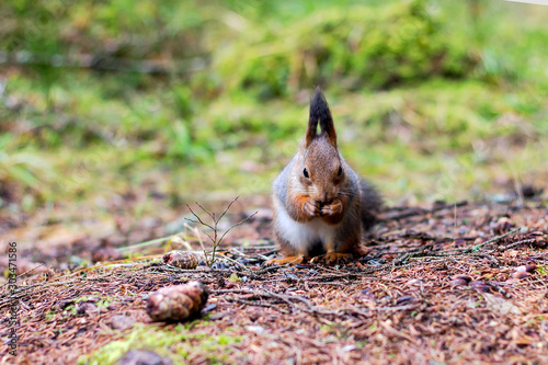 Cute squirrel with protruding ears nibbles raw seeds in the coniferous forest
