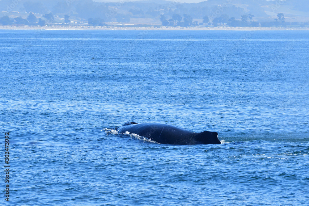 A giant Humpback A giant Humpback