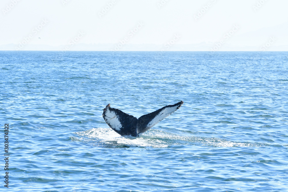 Naklejka premium Black & White Humpback Tail
