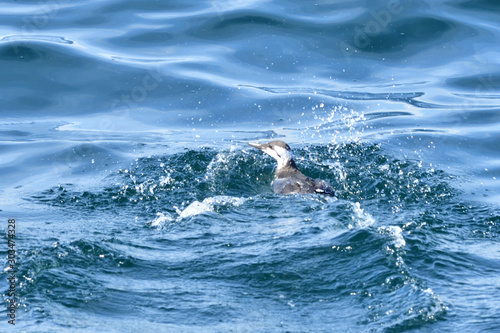 A Murre Escaping from the path of the Boat