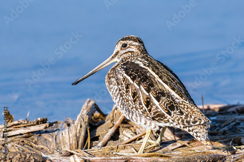 Close up of Wilson's snipe (Gallinago delicata) bird on the shores of a pond in Merced National Wildlife Refuge, Central California photo