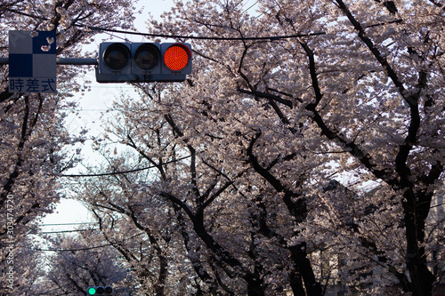桜と信号機