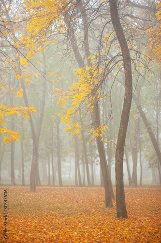 Autumn scenery in the forest with mist and colorful foliage