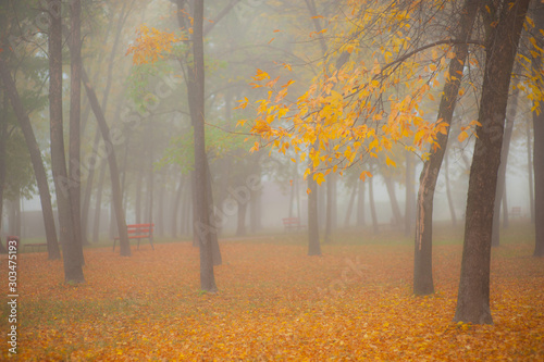 Autumn scenery in the forest with mist and colorful foliage