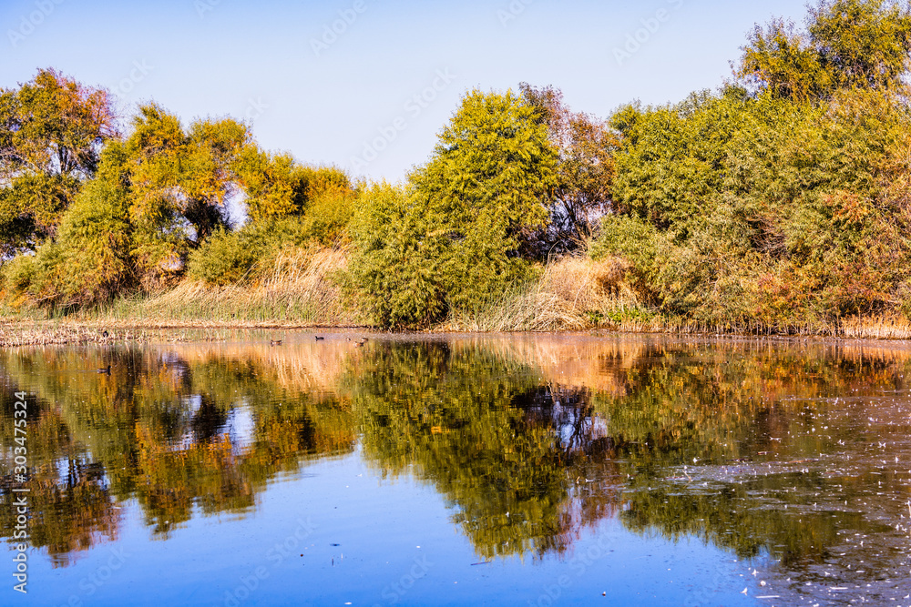 Trees reflected in the calm waters of the wetlands of Merced National Refuge on a sunny fall day; Central California Trees reflected in the calm waters of the wetlands of Merced National Refuge on a sunny fall day; Central California