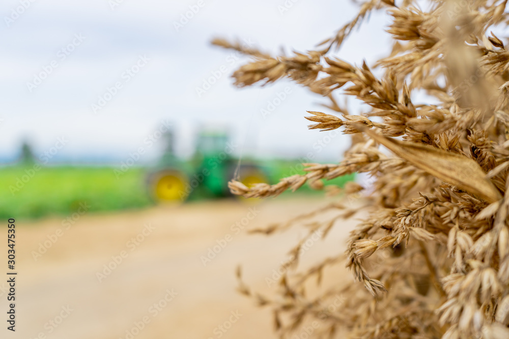 Φωτογραφία Background with dried, brown wheat sprouts showing from the side and blurry tractor in the field on a farm, rural scene