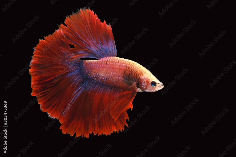 Red and blue tail betta fish, Siamese fighting fish, betta splendens (Halfmoon betta, Pla-kad (biting fish) isolated on black background. File contains a clipping path. Red and blue tail betta fish, Siamese fighting fish, betta splendens (Halfmoon betta, Pla-kad (biting fish) isolated on black background. File contains a clipping path.