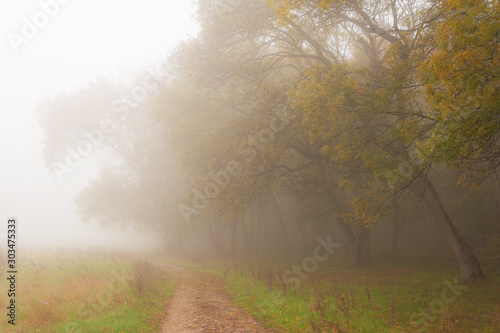 Autumn scenery in the forest, with mist and eerie light