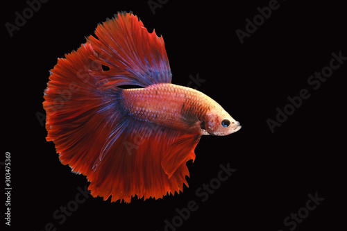 Red and blue tail  betta fish, Siamese fighting fish, betta splendens (Halfmoon betta, Pla-kad (biting fish) isolated on black background. File contains a clipping path.