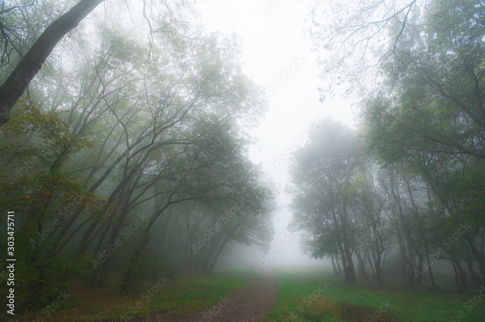 Autumn scenery in the forest, with mist and eerie light