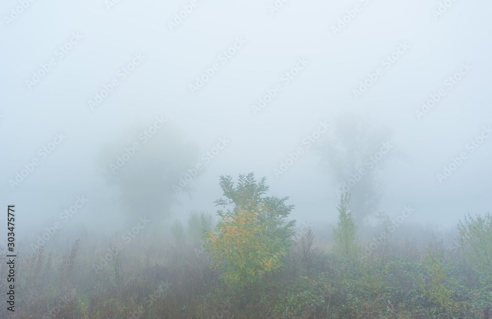 Eerie autumn mist in the forest, on a cold November day Eerie autumn mist in the forest, on a cold November day