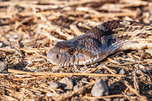 Close up of Pacific Gophersnake (Pituophis catenifer catenifer) head laying on the ground on a sunny day; Merced National Wildlife Refuge, Central California