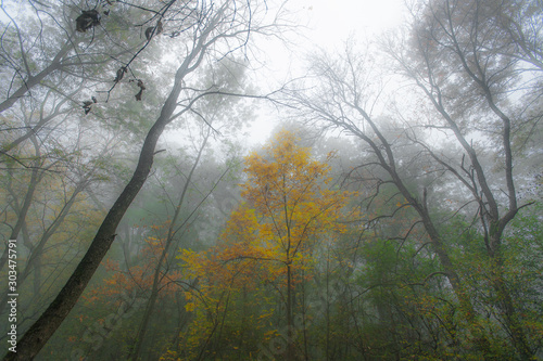 Eerie autumn mist in the forest, on a cold November day