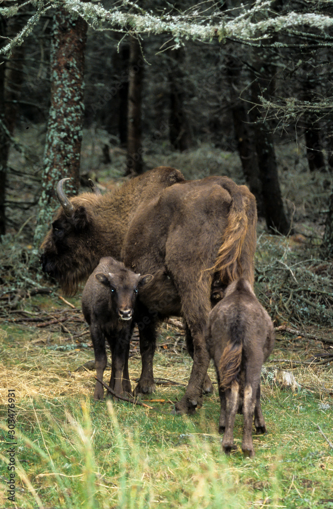 Fototapeta premium Bison d'Europe, Bison bonasus