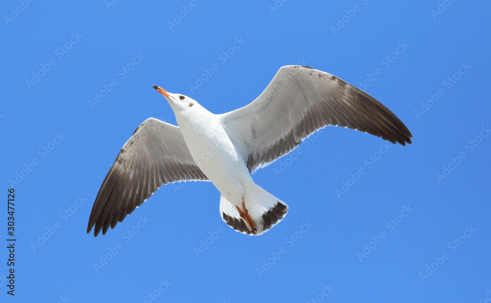 Beautiful seagull flying in the sky. Beautiful seagull flying in the sky.