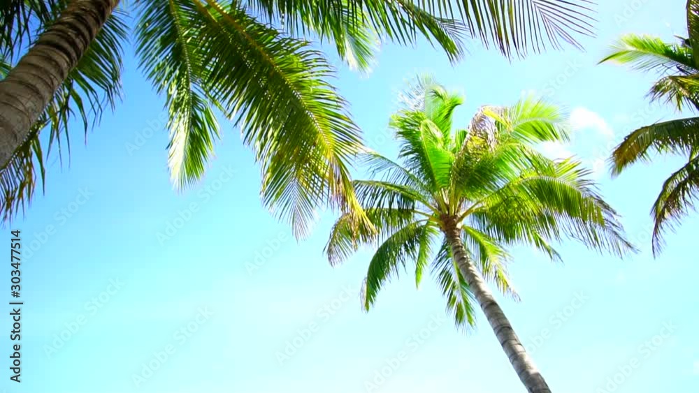 Summer coconut trees low angle sun shine and blue ocean