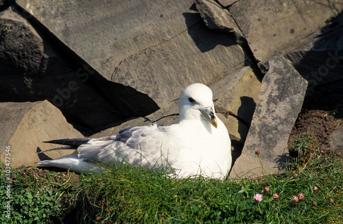 Fulmar boréal, Pétrel fulmar, Fulmarus glacialis, au nid