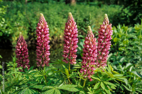 Lupin, Lupinus polyphyllus, variete West Country