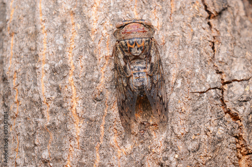 Cicada, Platypleura octoguttata, Pune, Maharashtra, India