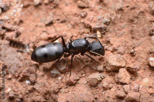 Queen Carpenter ant, Camponotus sp, Satara, Maharashtra, India photo