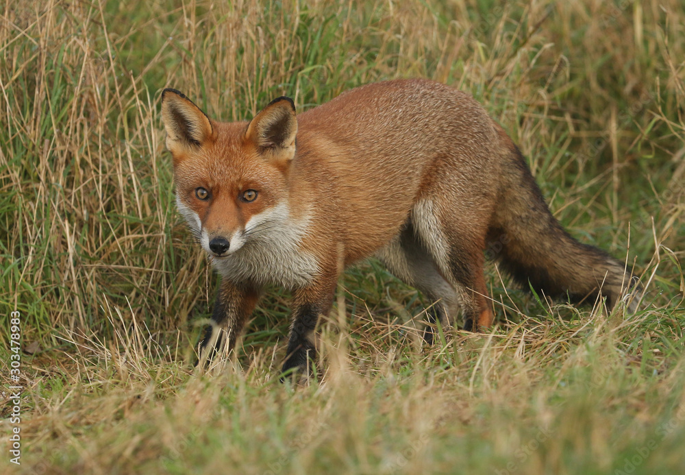 A magnificent wild Red Fox, Vulpes vulpes, hunting for food to eat in the long grass. A magnificent wild Red Fox, Vulpes vulpes, hunting for food to eat in the long grass.