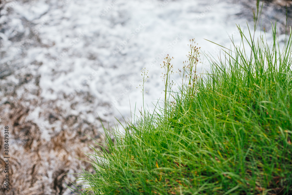 Vivid green grass on steep slope above mountain creek close-up. Beautiful nature background of rich vegetation and clear spring waterin bokeh. Natural textured backdrop of ripple small river water. 