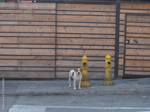 White and brown dog standing by the yellow fire department connection on the street, Colorful houses and streets of the port city, Valparaiso, Chile © Mithrax
